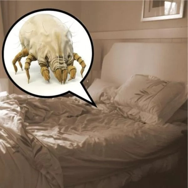 Natural Dust Mites & Bed Bugs Killer (6PCS/PACK)